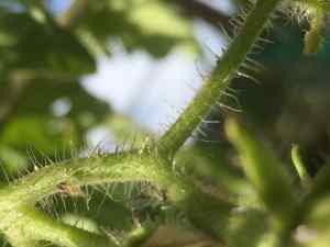 hairy tomato